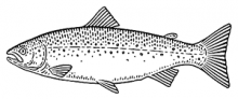 Atlantic salmon engraving-style illustration