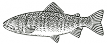 Brook trout engraving-style illustration